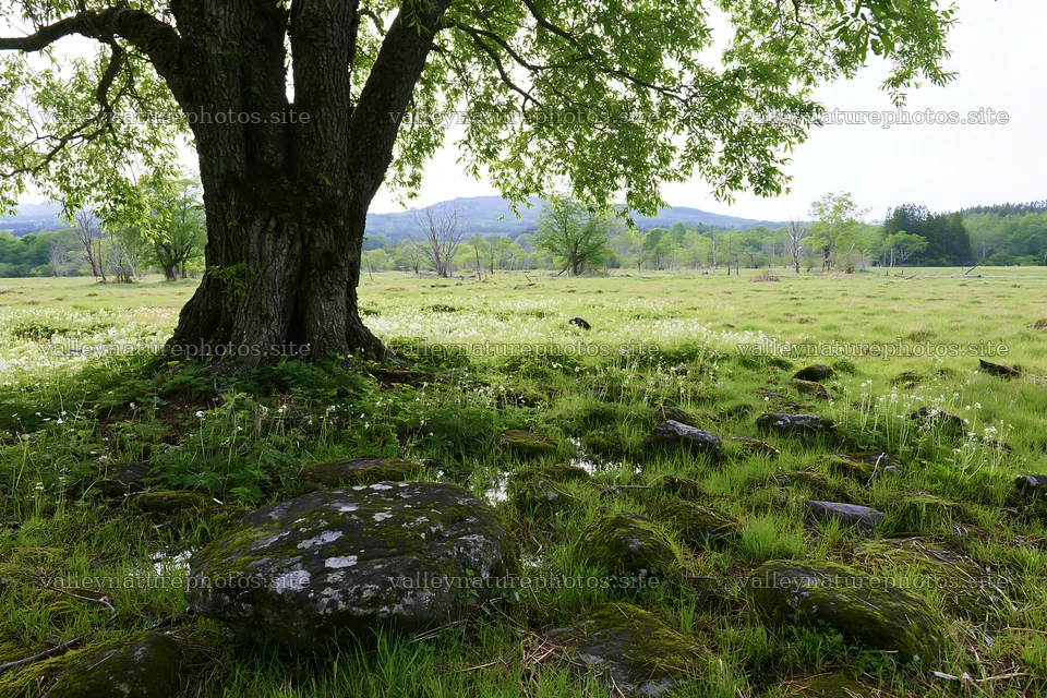 Miyagi spring recovery meadow mossy stone under a large tree – nature photography 9722x6480