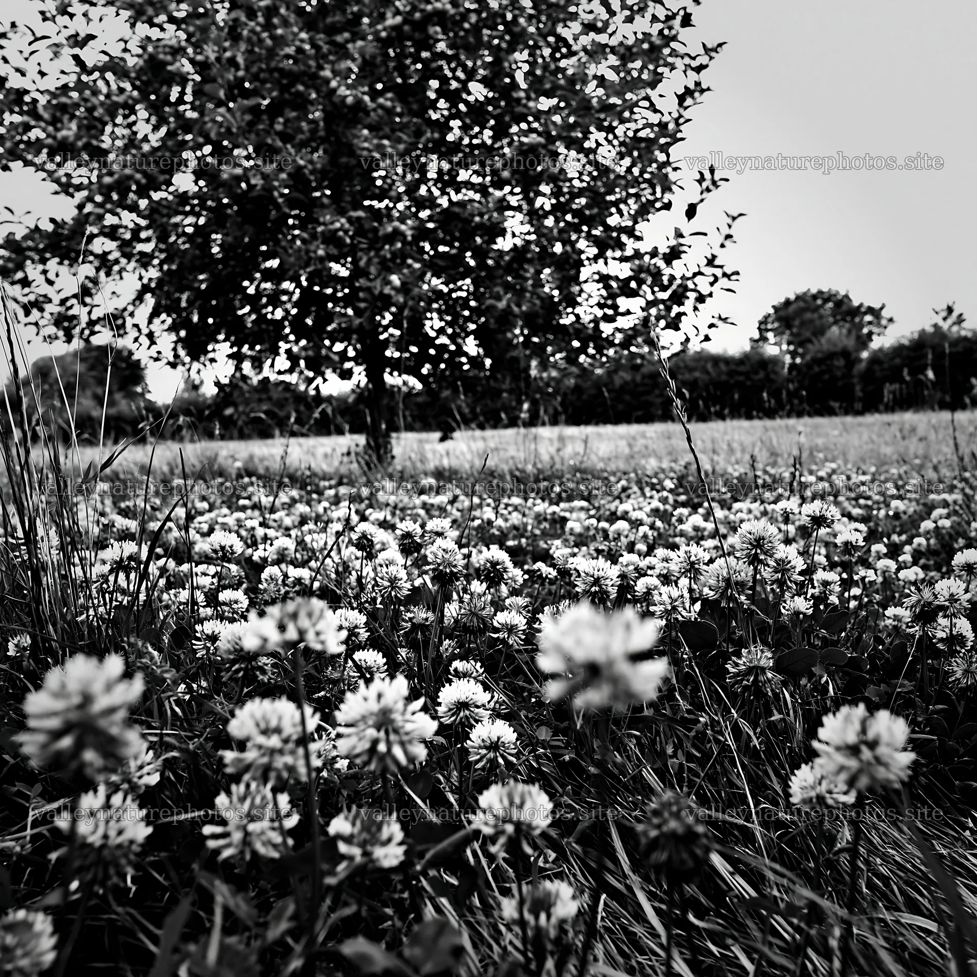 Clover apple meadow with pink flowers and apple tree – nature photography 7938x7938