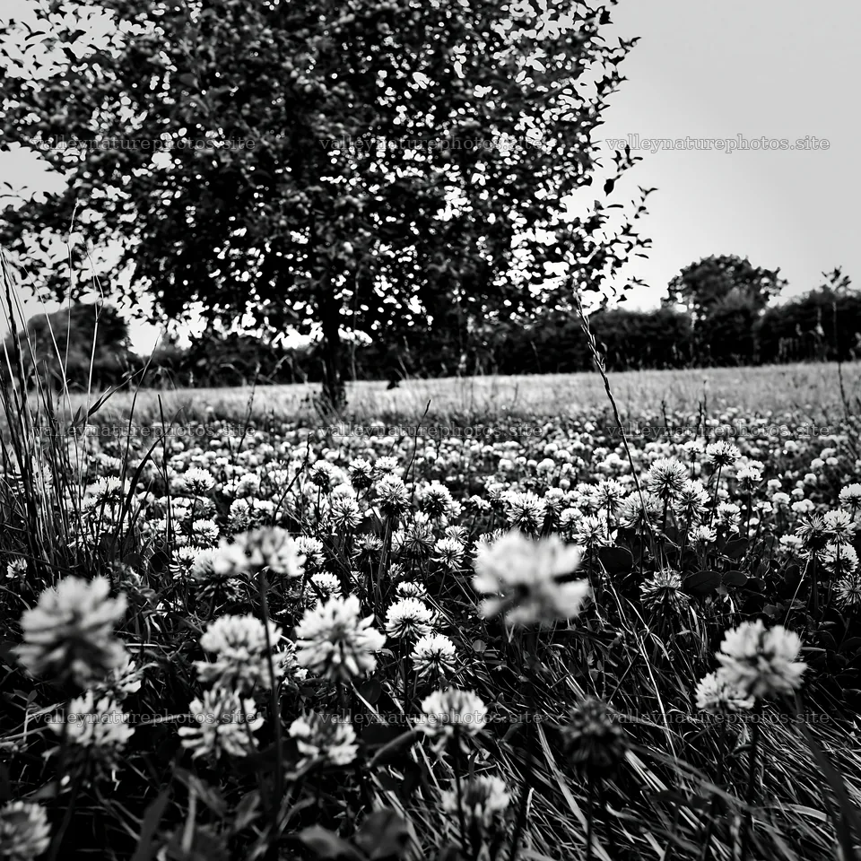 Clover apple meadow with pink flowers and apple tree – nature photography 7938x7938