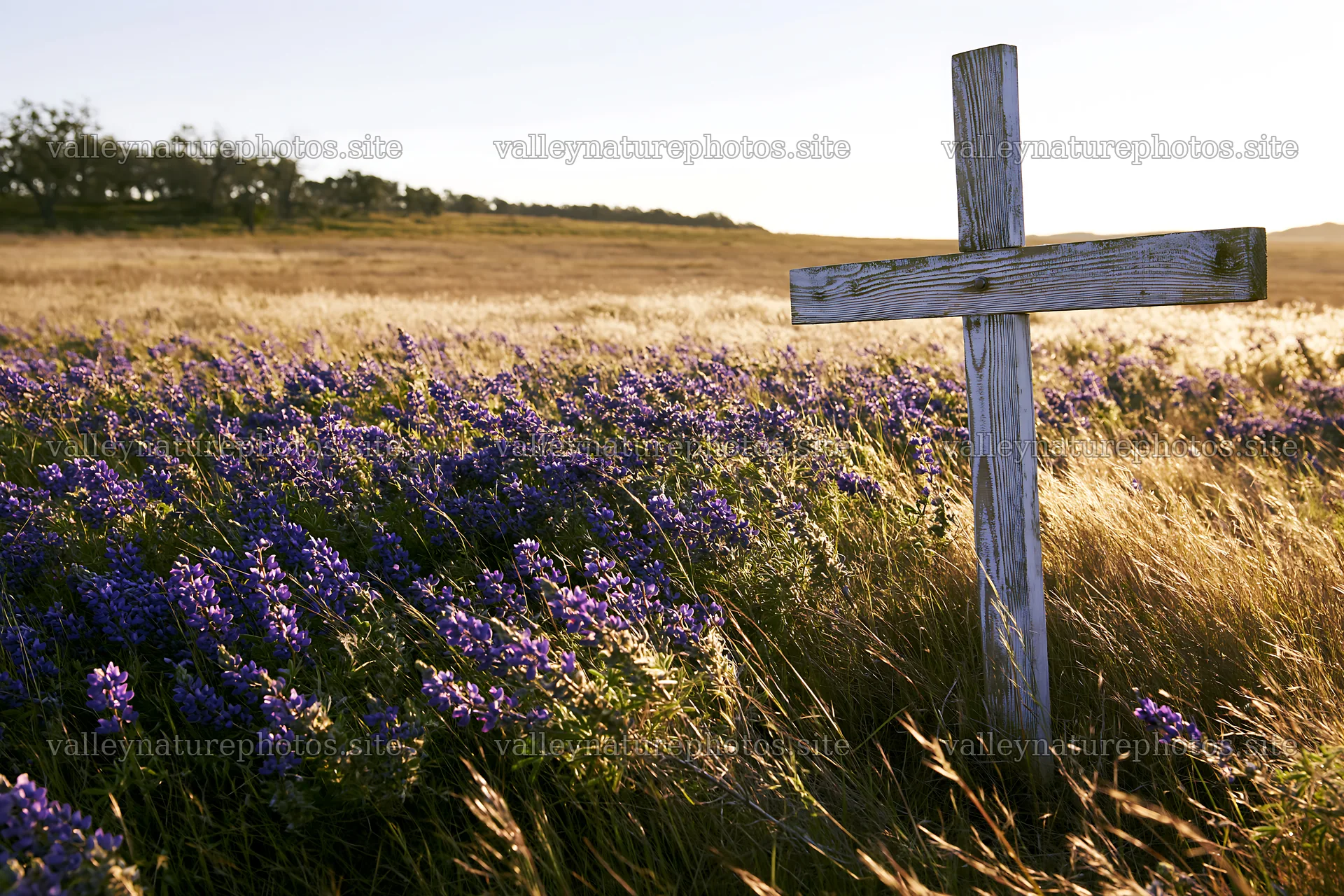White Christian cross in meadow with purple flowers – nature photography 9722x6480
