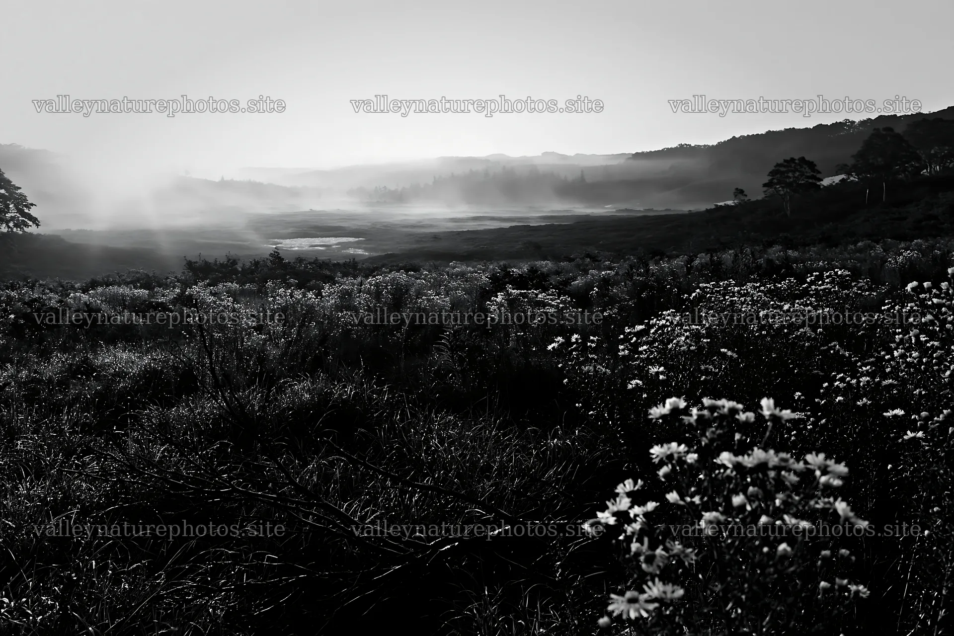 Yamagata rewilded meadow with fallen branch and flowers – nature photography 9722x6480