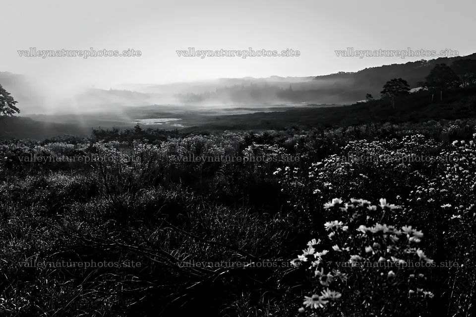 Yamagata rewilded meadow with fallen branch and flowers – nature photography 9722x6480