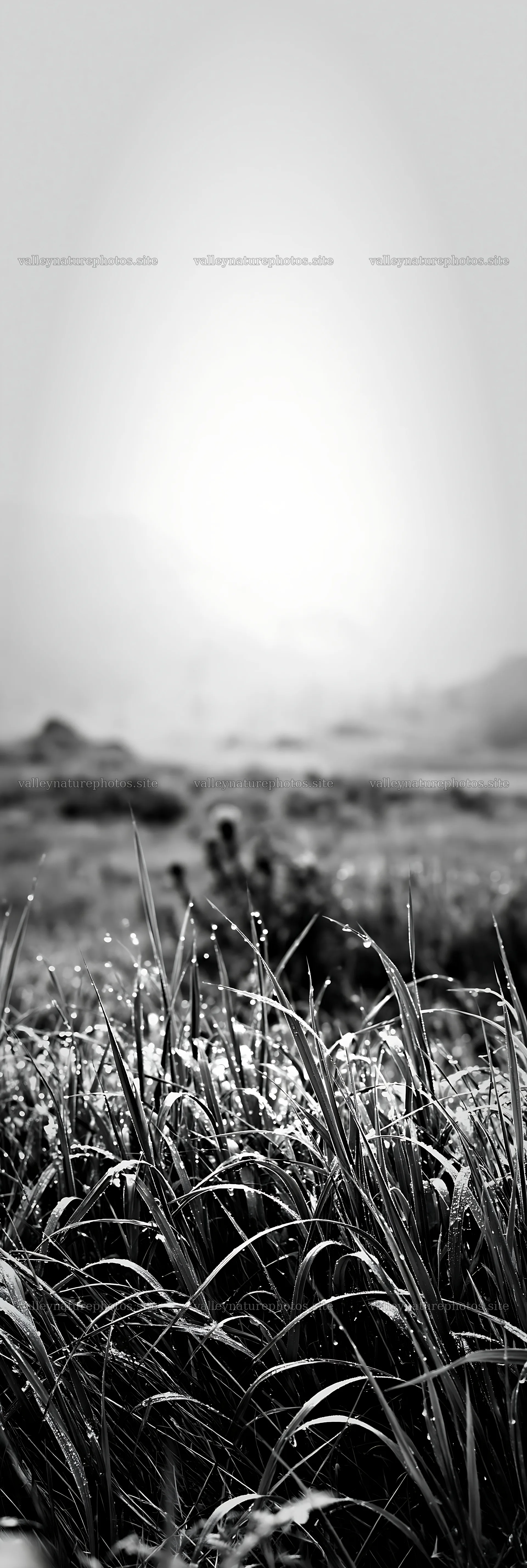Dew-covered meadow at dawn with soft light – nature photography 4602x13690