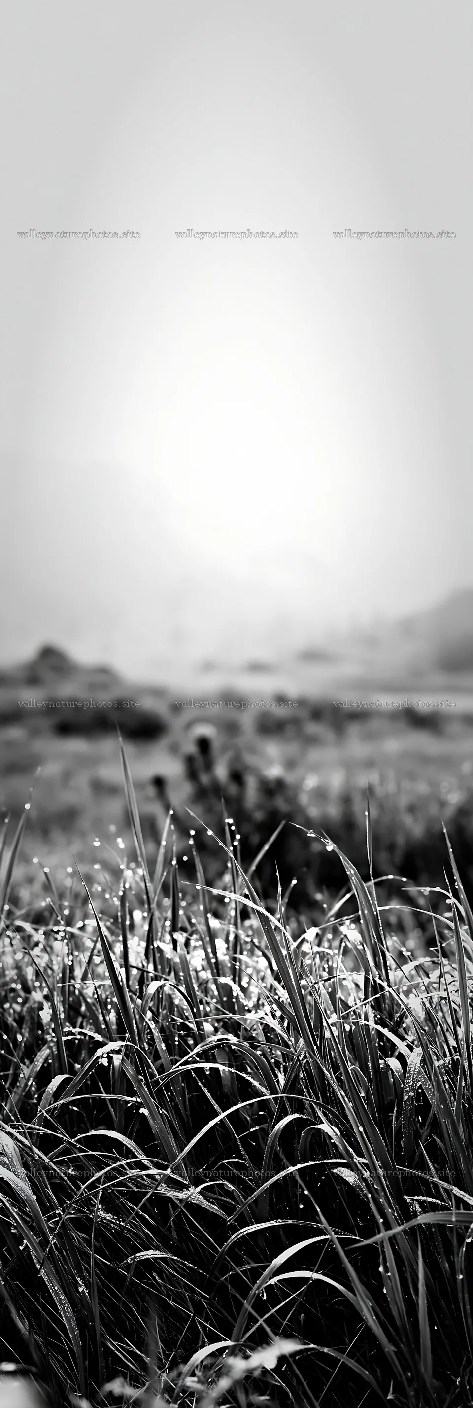 Dew-covered meadow at dawn with soft light – nature photography 4602x13690