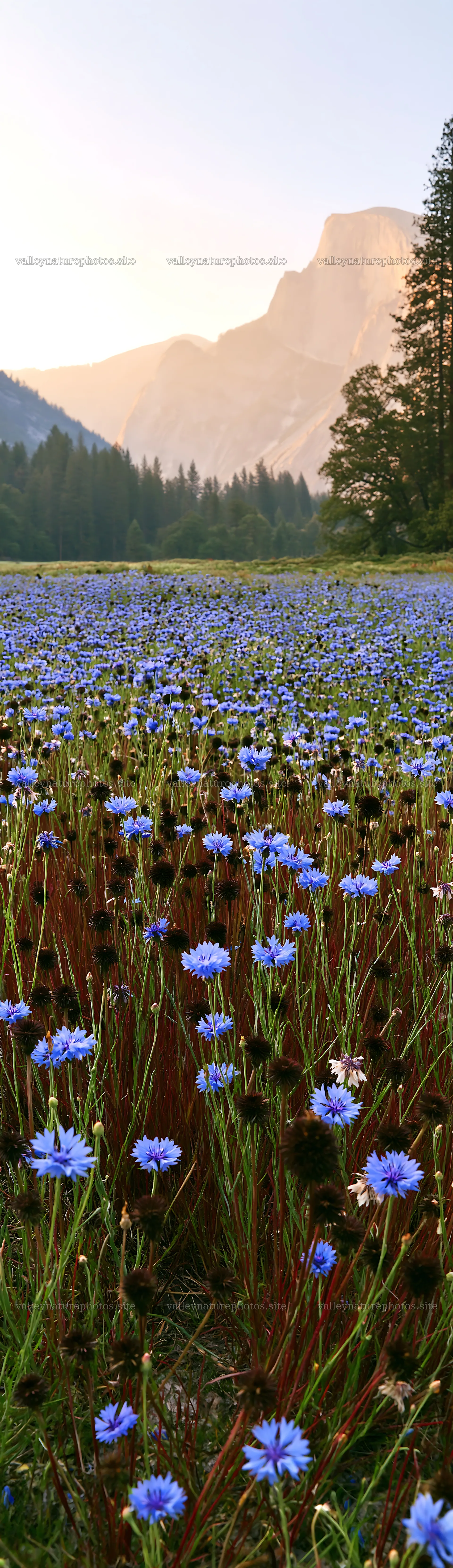Cascade valley flower meadow in the evening light – nature photography 4268x14762