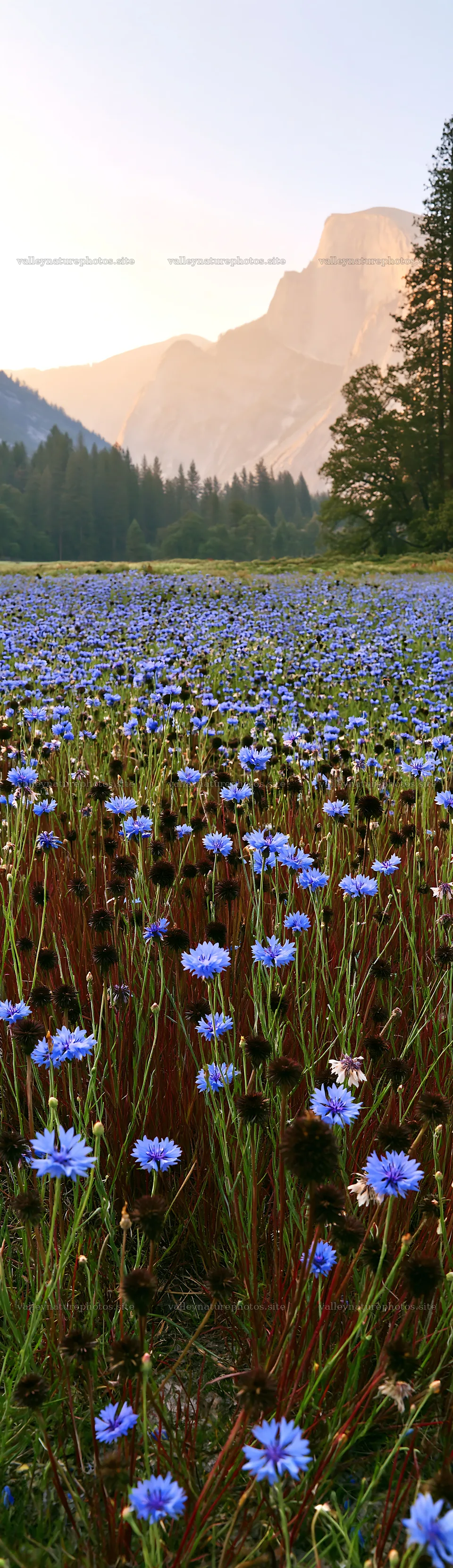 Cascade valley flower meadow in the evening light – nature photography 4268x14762