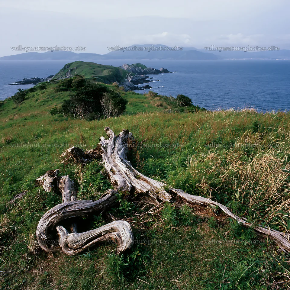 Nagasaki coastal meadow driftwood foreground mood – nature photography 7938x7938