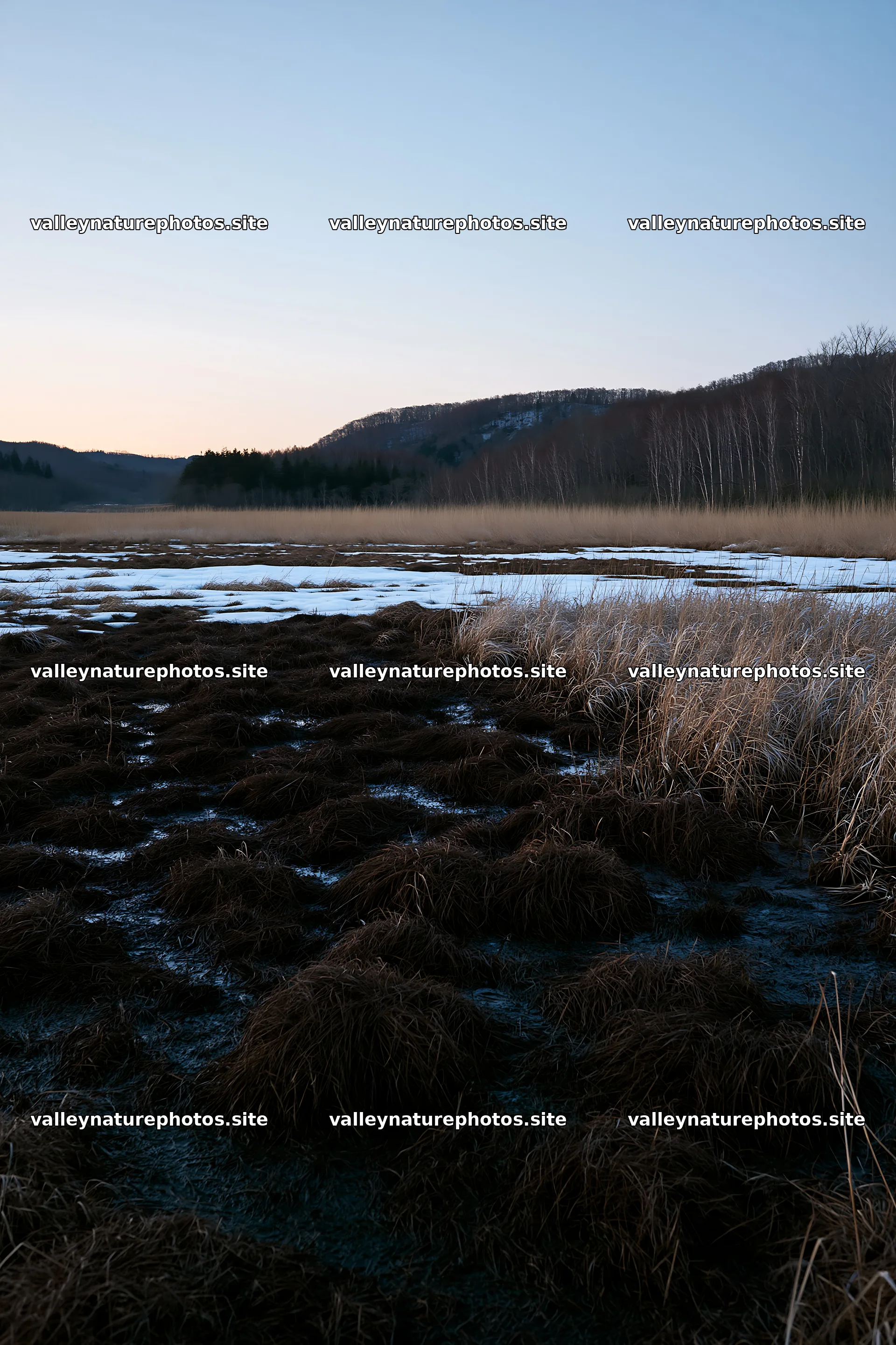 Akita snowmelt meadow with silver grasses at dusk – nature photography 6480x9722