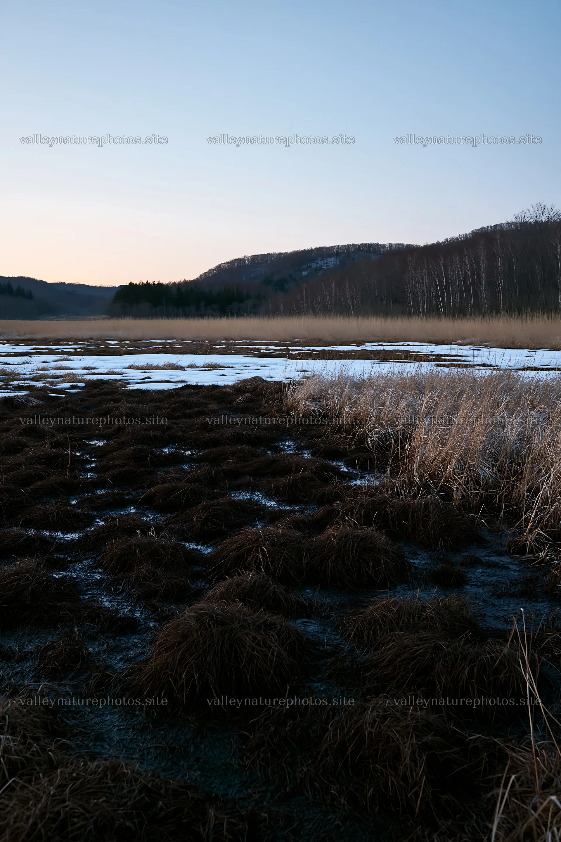 Akita snowmelt meadow with silver grasses at dusk – nature photography 6480x9722