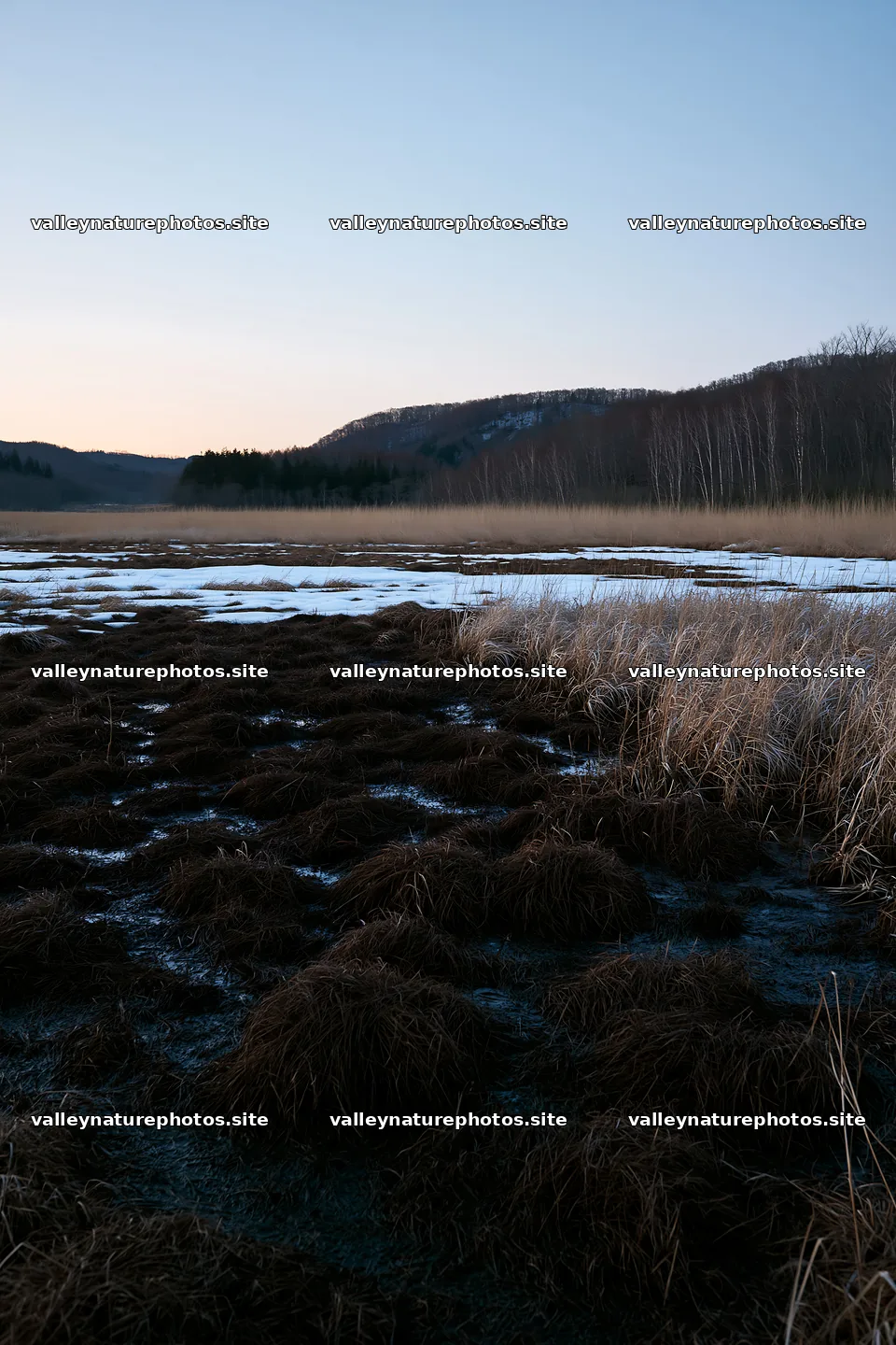 Akita snowmelt meadow with silver grasses at dusk – nature photography 6480x9722