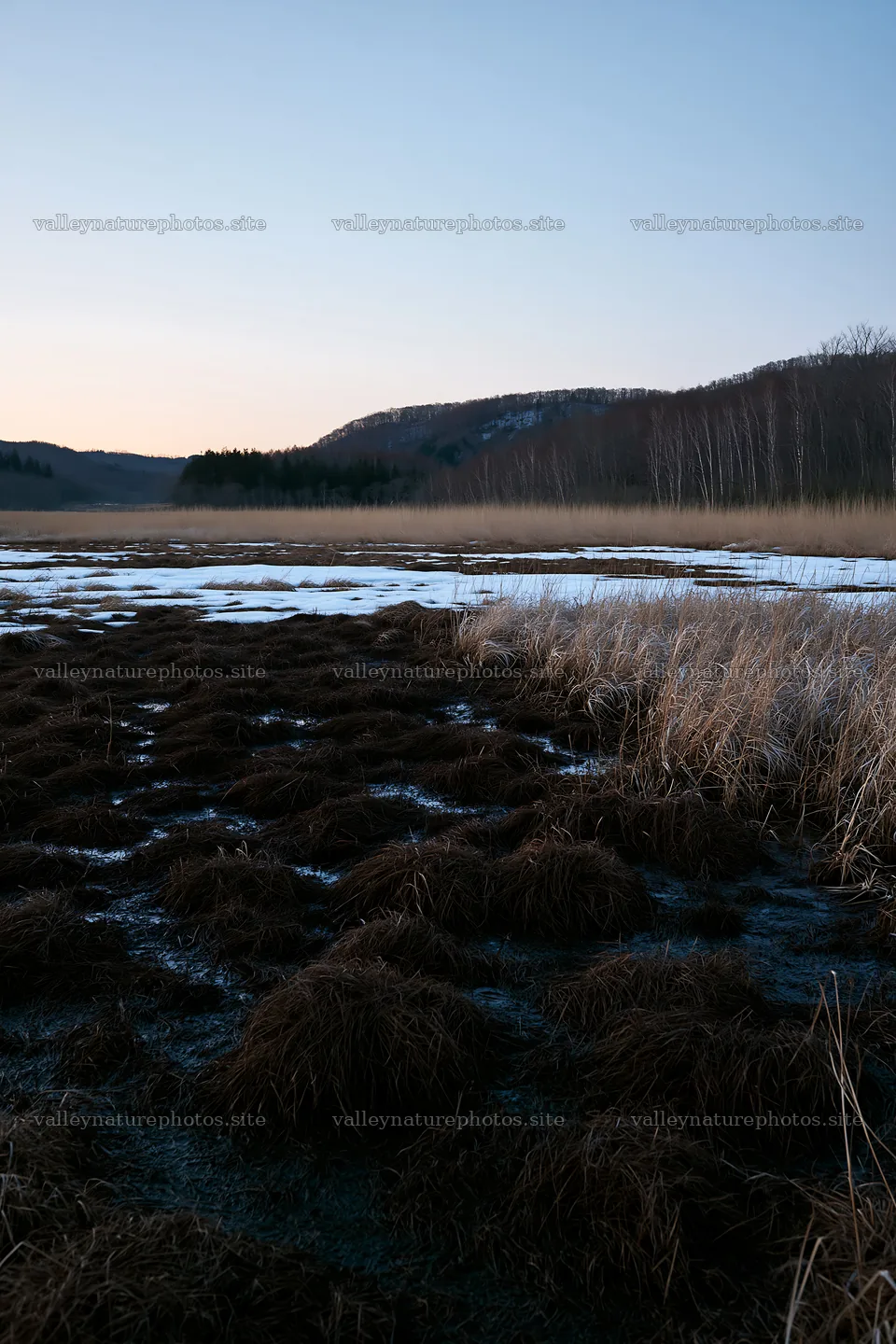 Akita snowmelt meadow with silver grasses at dusk – nature photography 6480x9722
