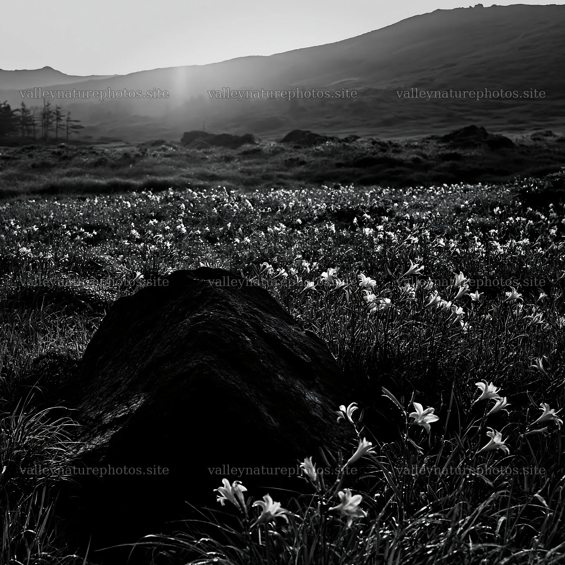 Boulder in Aomori climate resilient meadow at sunset – nature photography 7938x7938