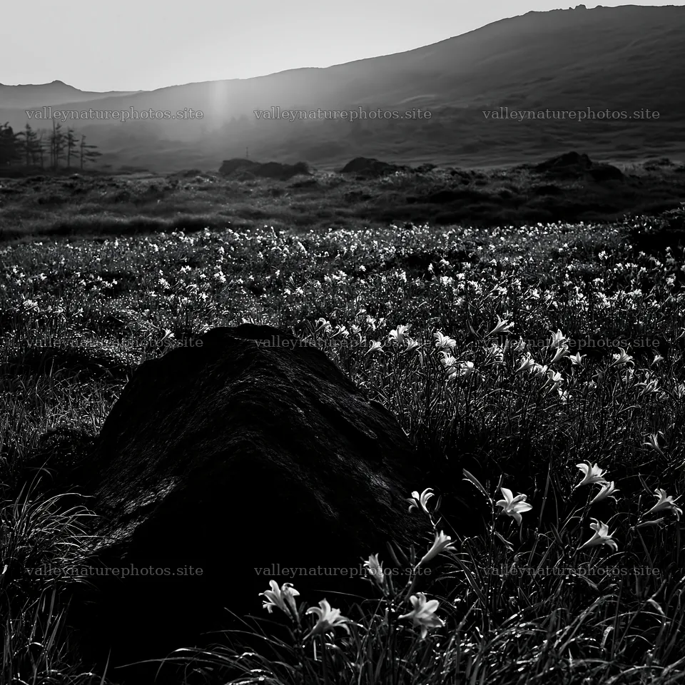 Boulder in Aomori climate resilient meadow at sunset – nature photography 7938x7938