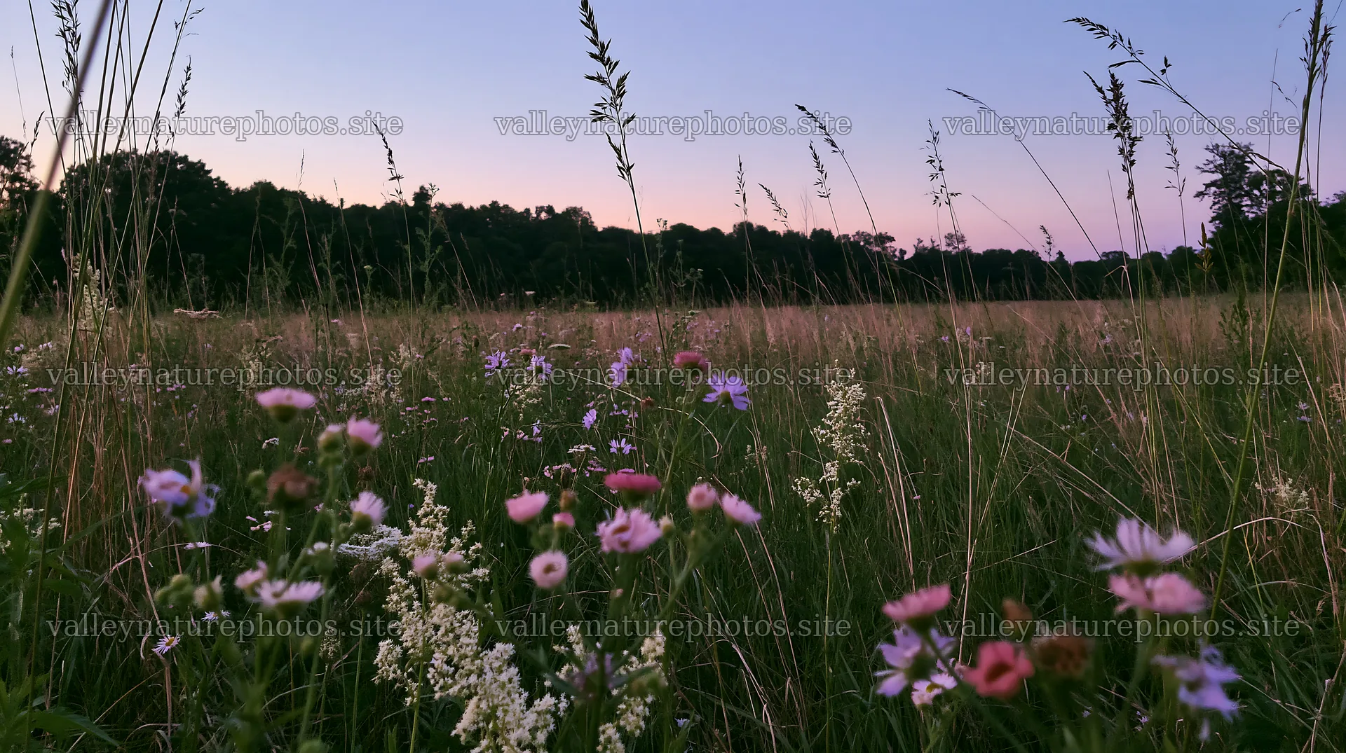 Tall grass meadow with wildflowers and evening sky – nature photography 10608x5938