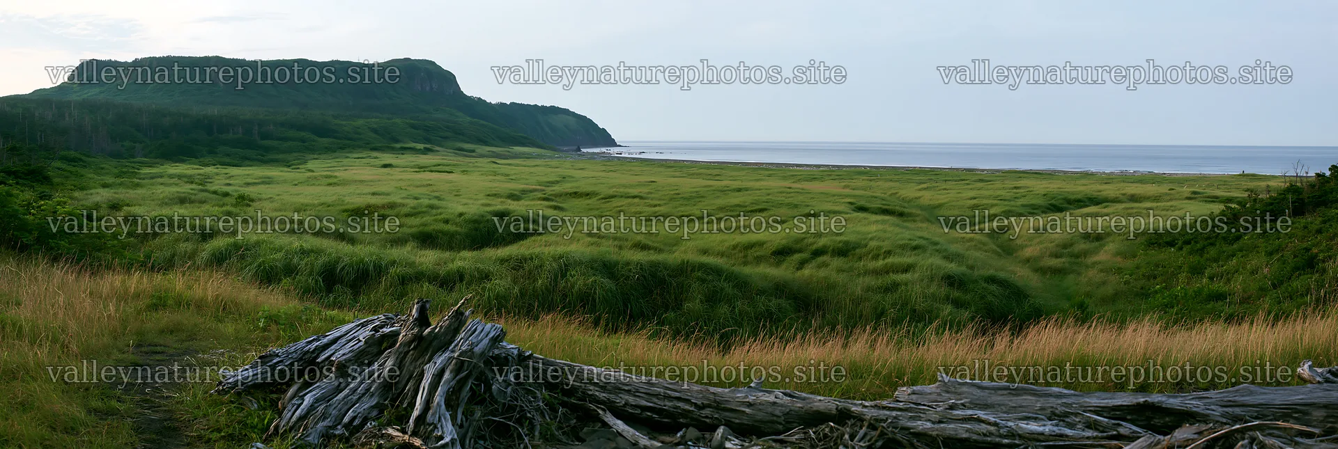 Chiba coastal climate meadow with driftwood in the foreground – nature photography 13690x4602