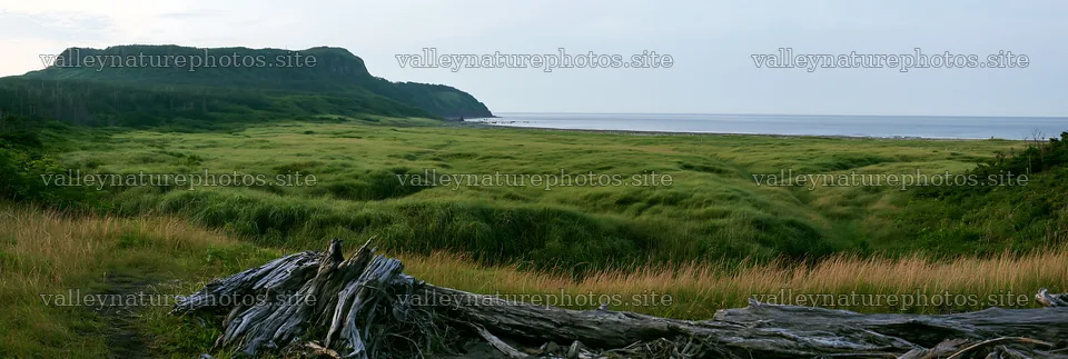 Chiba coastal climate meadow with driftwood in the foreground – nature photography 13690x4602