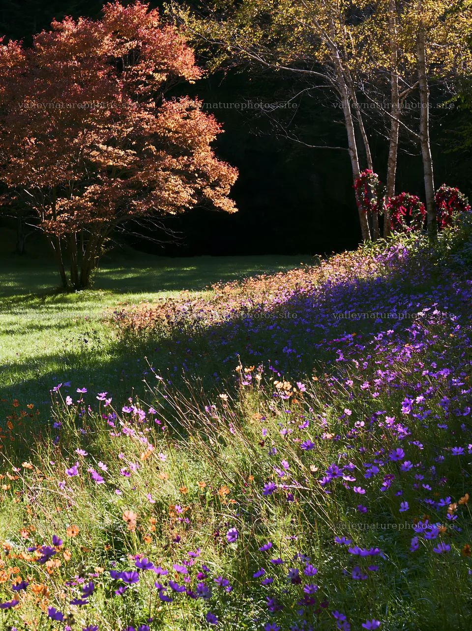 Christmas wreaths near cave in meadow with flowers – nature photography 6866x9174