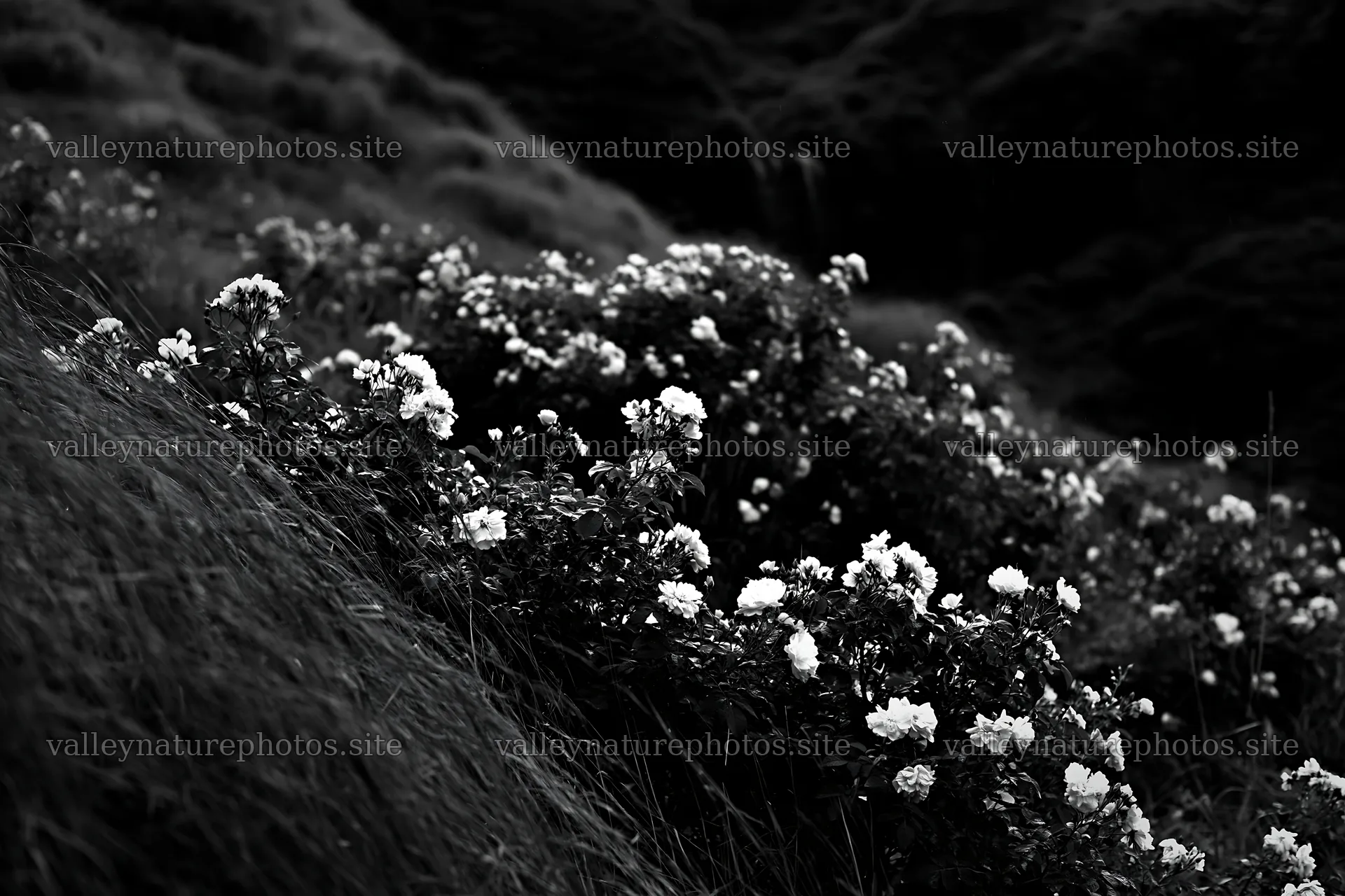 Meadow of roses beside hidden waterfall – nature photography 9722x6480
