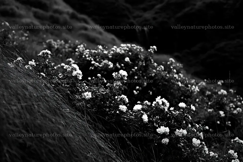 Meadow of roses beside hidden waterfall – nature photography 9722x6480