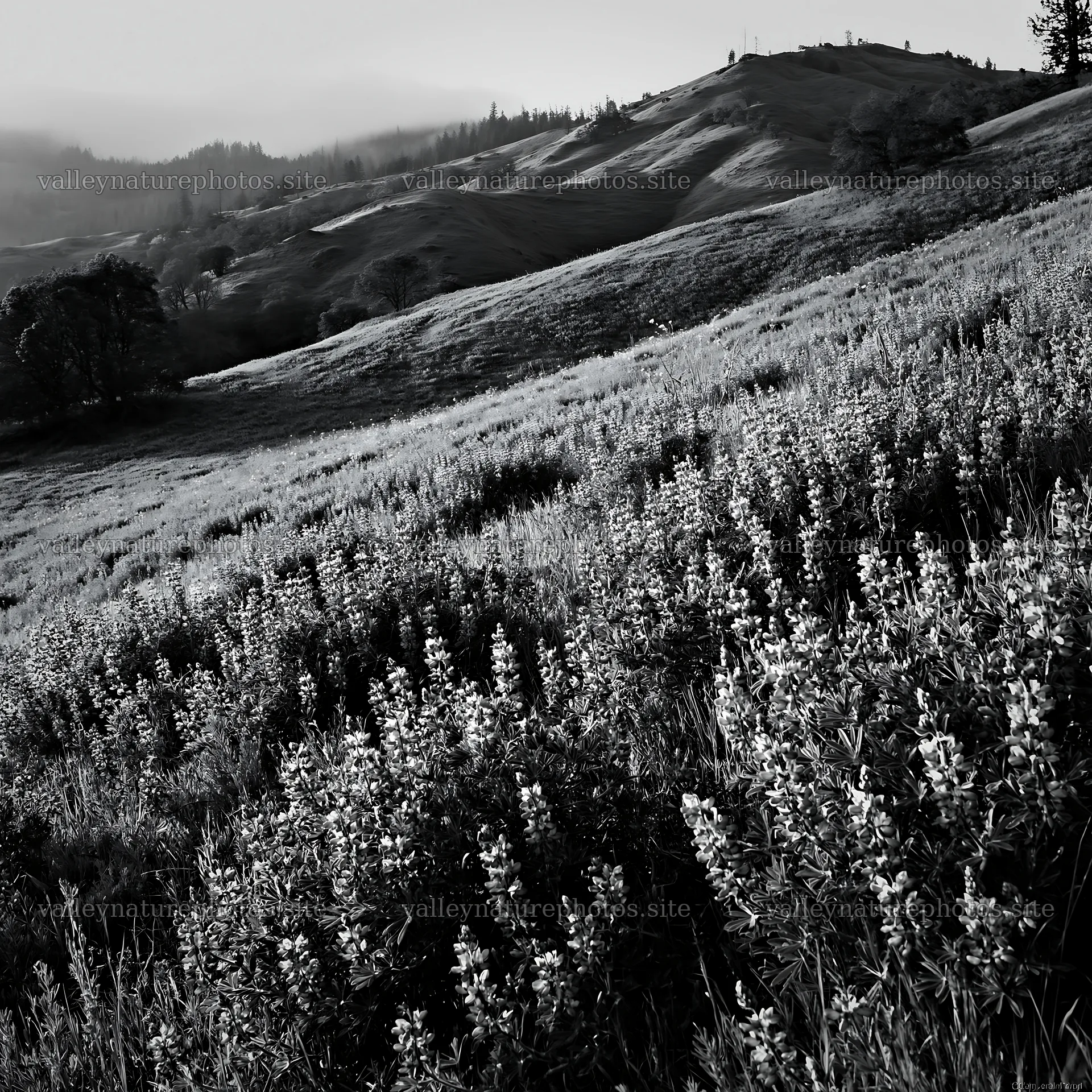 Cloudy foothill meadow with purple wildflowers and green hills – nature photography 7938x7938
