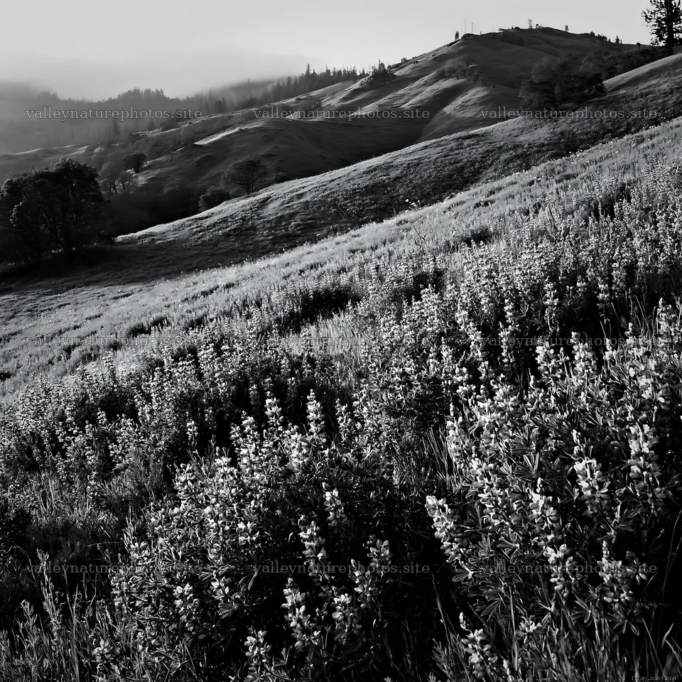 Cloudy foothill meadow with purple wildflowers and green hills – nature photography 7938x7938