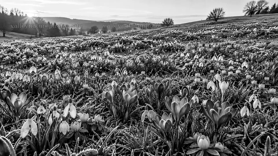 Spring Bulbs Across a Rolling Hillside – nature photography 10324x5812