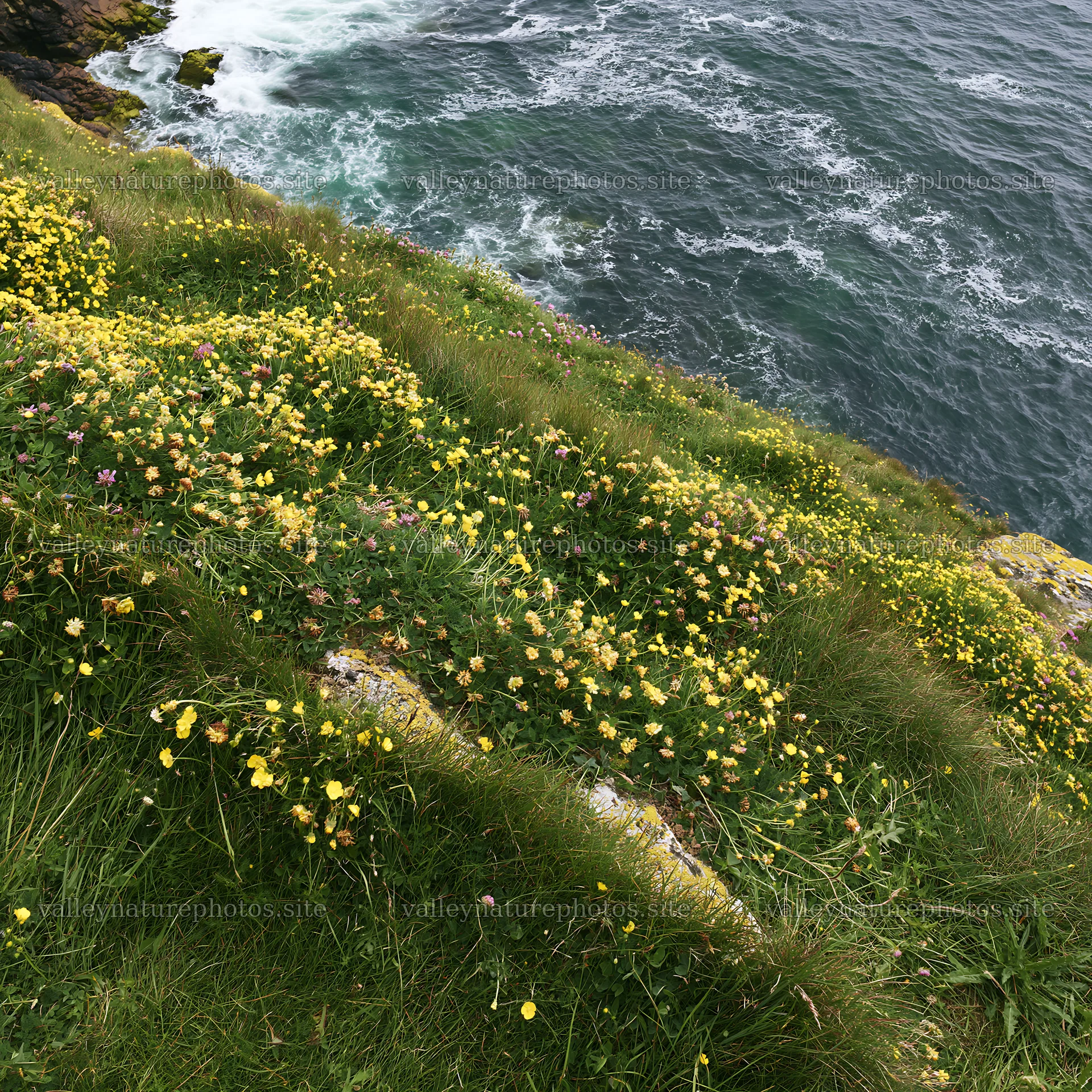 Clifftop meadow with wildflowers overlooking the ocean – nature photography 7938x7938