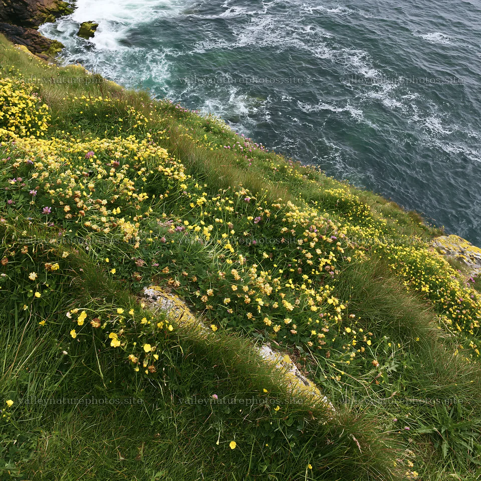 Clifftop meadow with wildflowers overlooking the ocean – nature photography 7938x7938