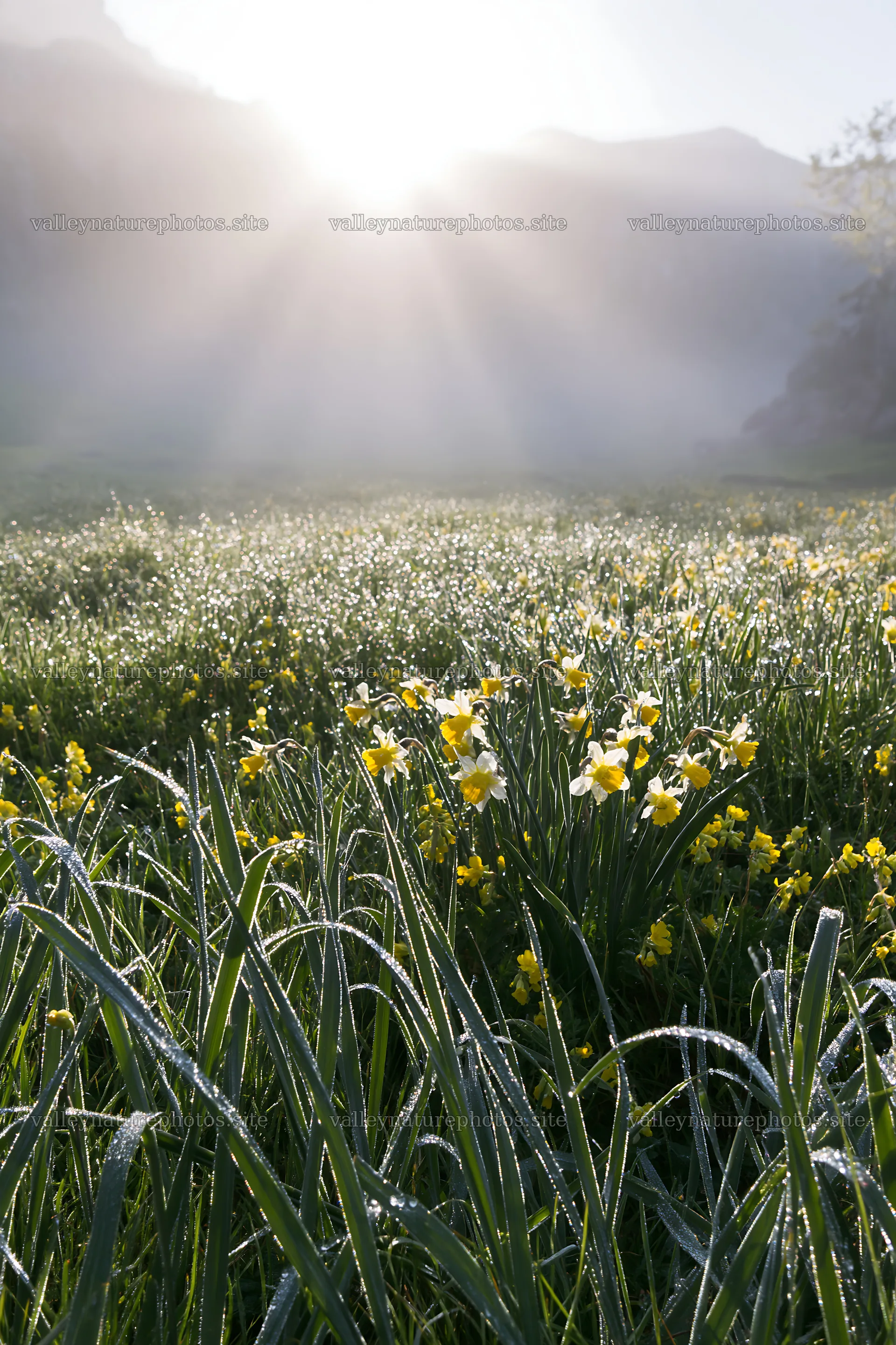 Sunrays over Picos de Europa meadow with blooming flowers – nature photography 6480x9722