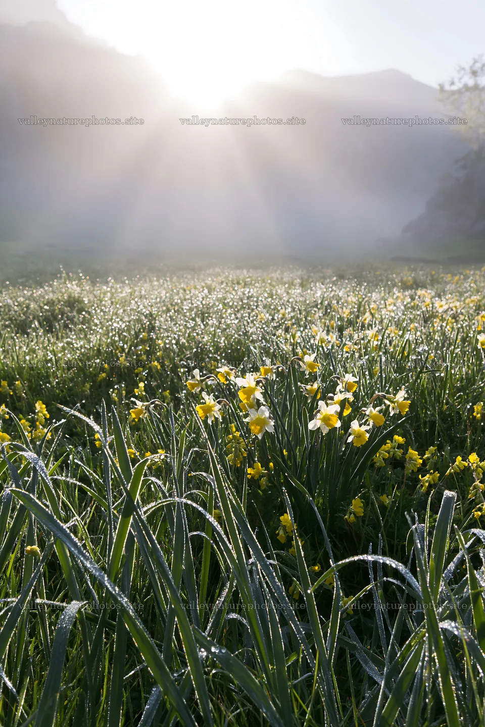 Sunrays over Picos de Europa meadow with blooming flowers – nature photography 6480x9722