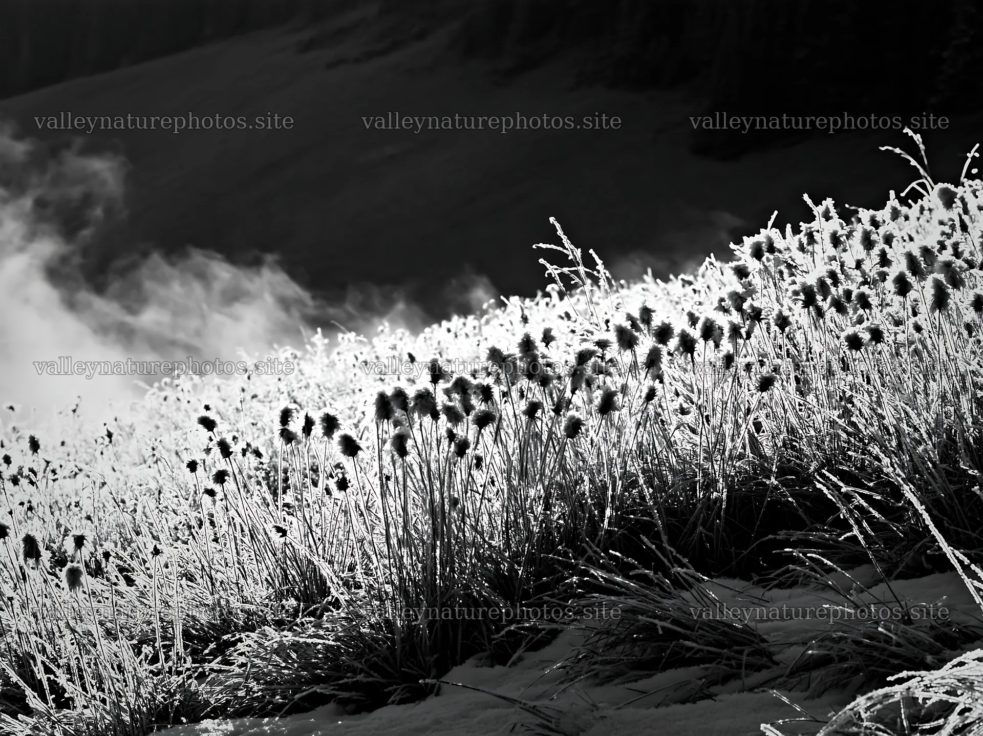 Meadow landscape in whiteout conditions with frosted plants – nature photography 9174x6866