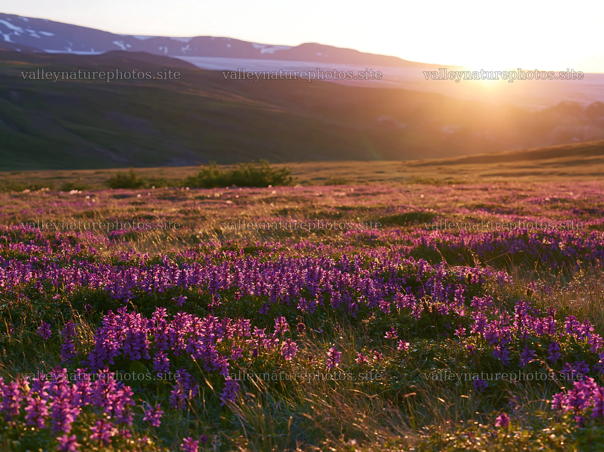 Colorful orchid meadow at sunset in a mountainous area – nature photography 9174x6866