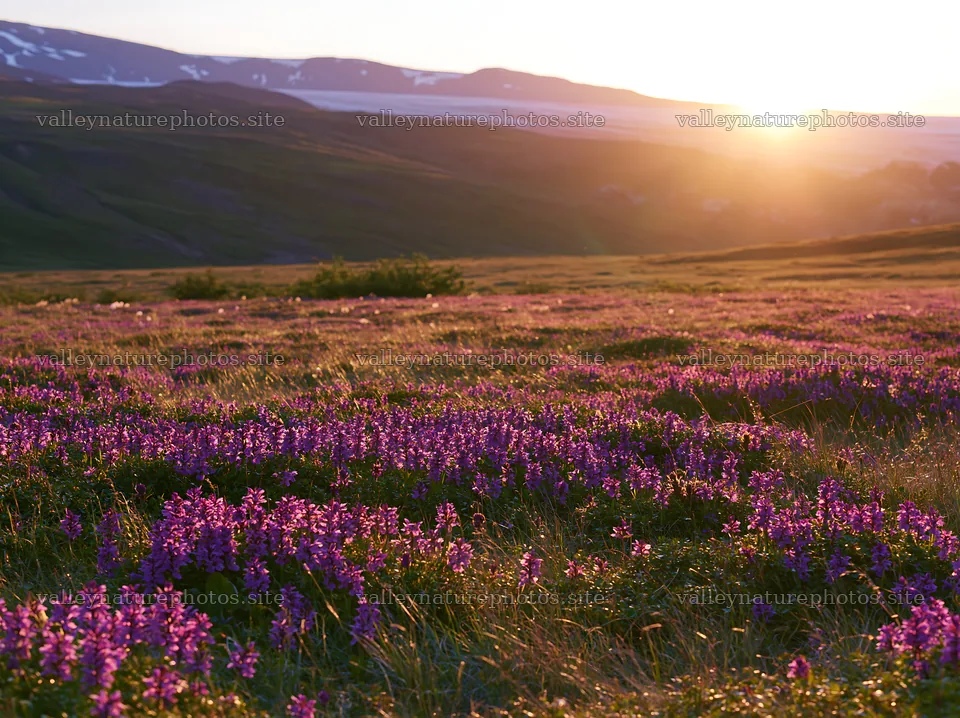 Colorful orchid meadow at sunset in a mountainous area – nature photography 9174x6866