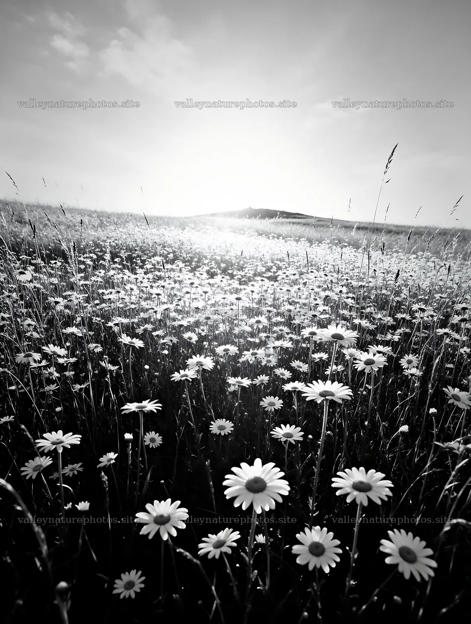 Sunny chalk meadow filled with daisies under the bright sky – nature photography 6898x9134