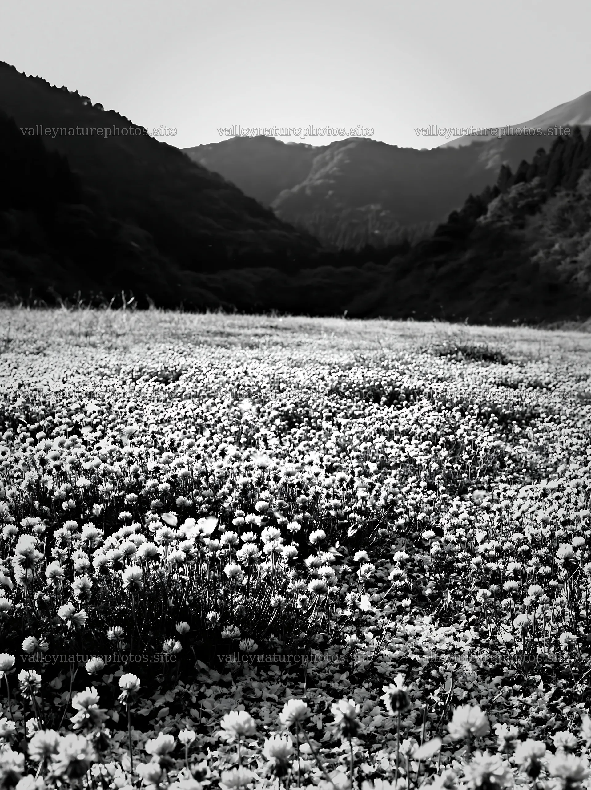 Fukuoka spring meadow with fallen blossoms in the foreground – nature photography 6866x9174