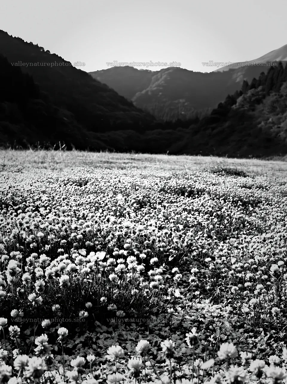 Fukuoka spring meadow with fallen blossoms in the foreground – nature photography 6866x9174