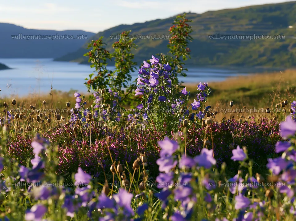 Fjord meadow with blooming flowers and mountains in background – nature photography 9174x6866