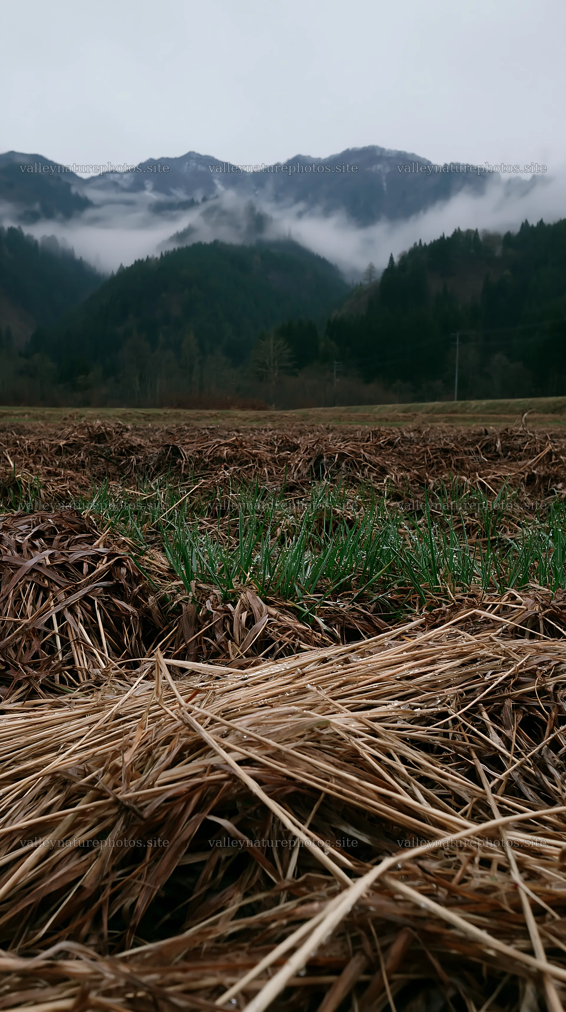 Fukui native grass meadow rain droplets – nature photography 5938x10608