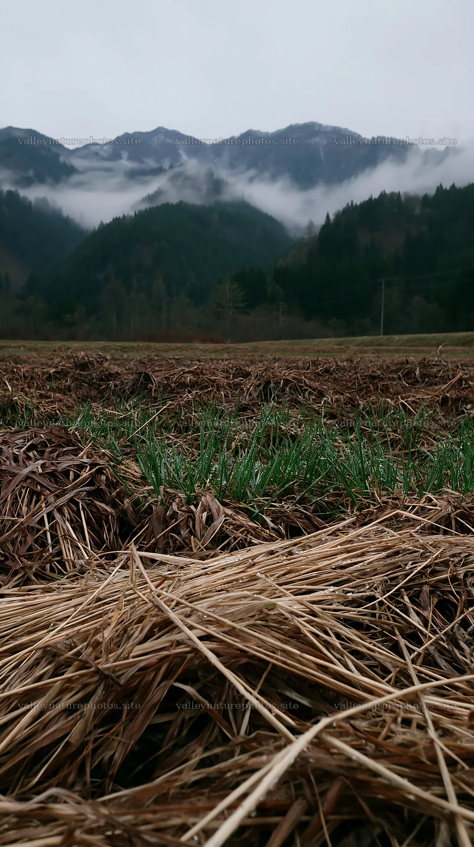 Fukui native grass meadow rain droplets – nature photography 5938x10608