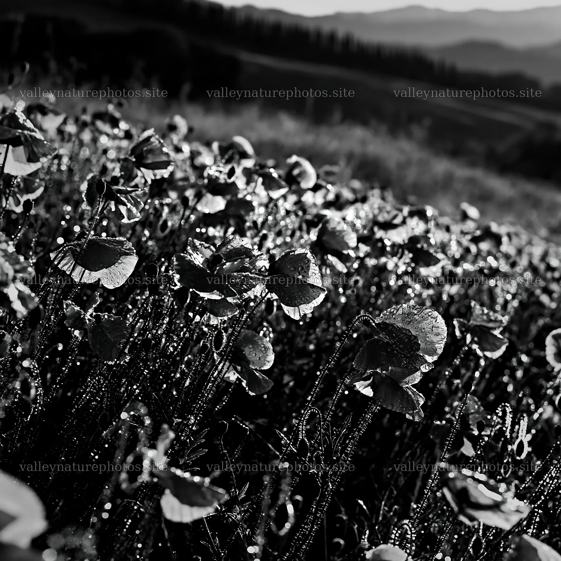 Rainwashed meadow with flowers in black and white – nature photography 7938x7938