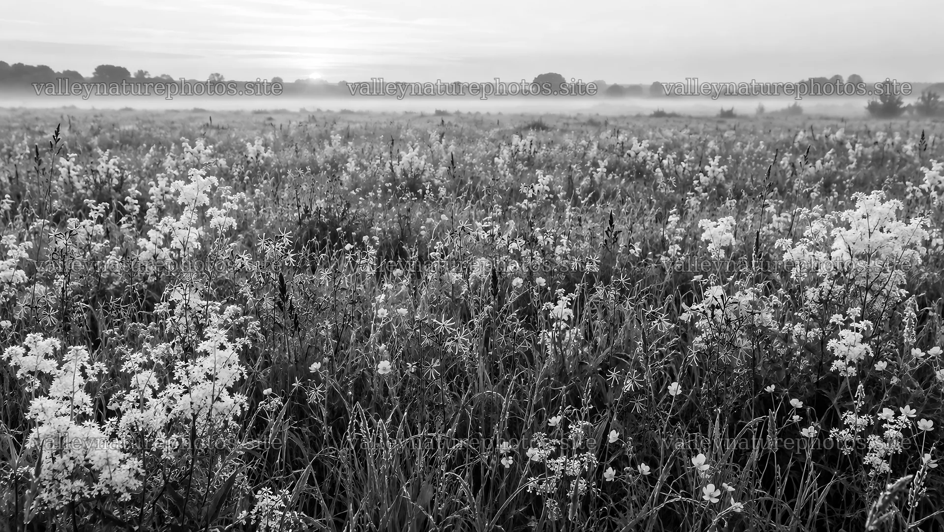 Wildflower Meadow in Morning Mist, Black and White – nature photography 10324x5812