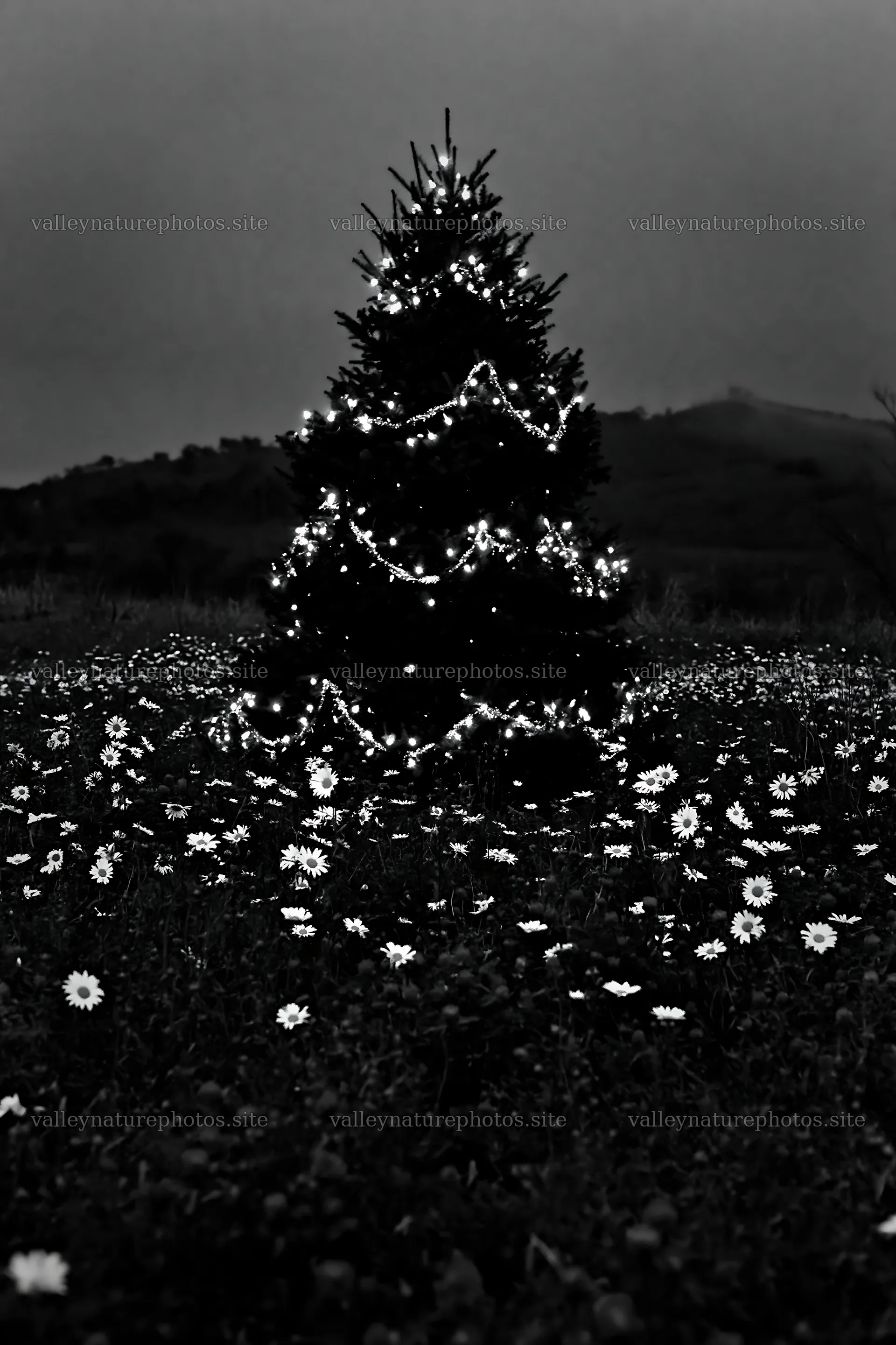 Bright Christmas tree in meadow at dusk – nature photography 6480x9722