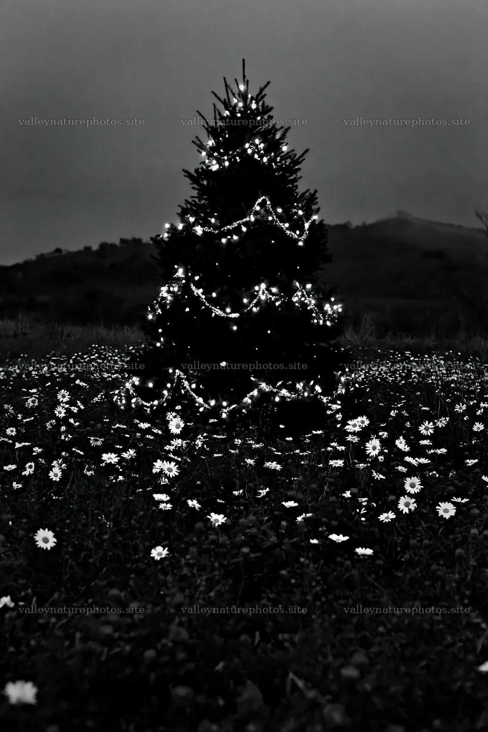 Bright Christmas tree in meadow at dusk – nature photography 6480x9722