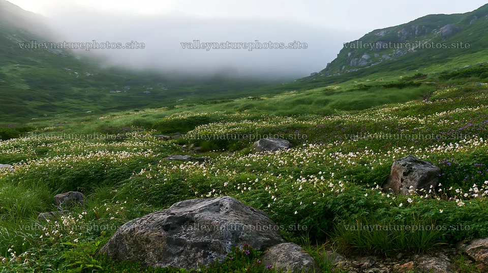 Toyama alpine meadow snowmelt rock foreground with greenery – nature photography 10608x5938