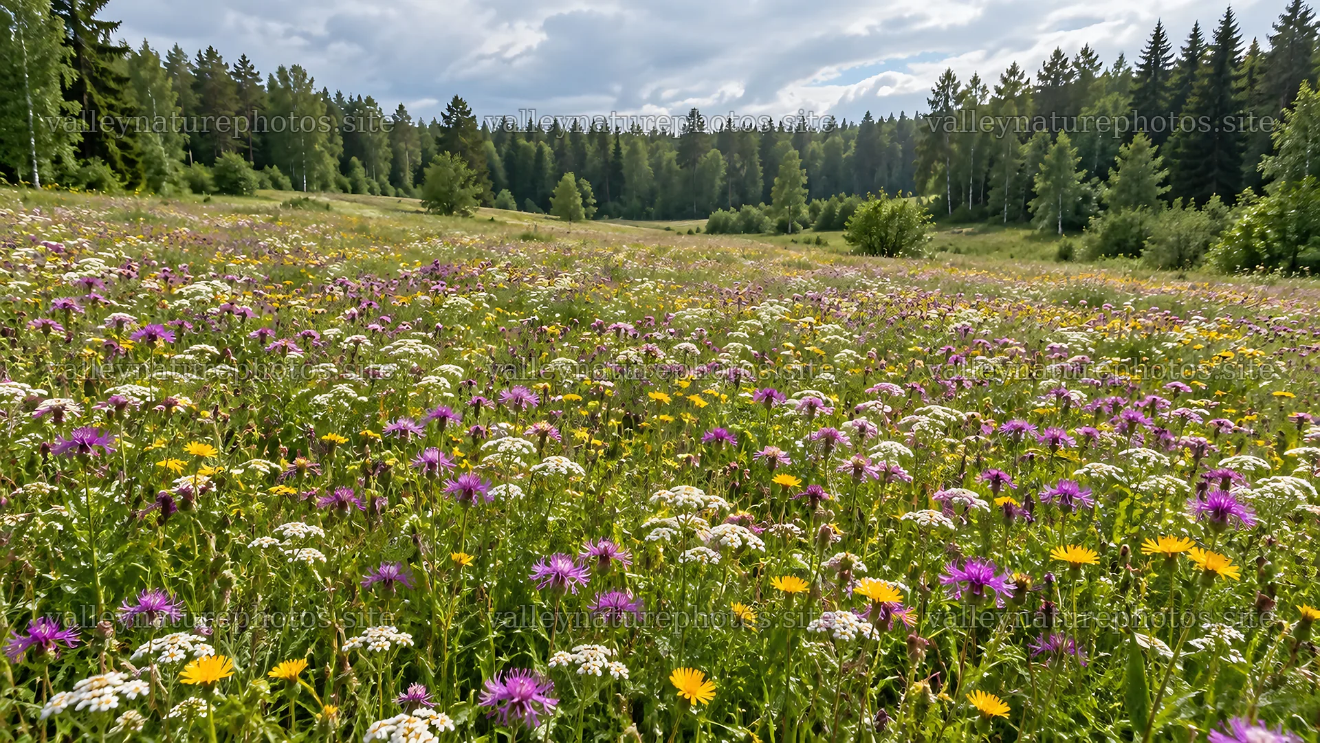 Wildflower Meadow in a Woodland Clearing – nature photography 10324x5812