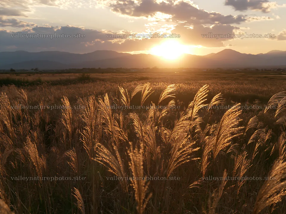 Shiga wetland meadow climate adaptation reeds at sunset – nature photography 9174x6866