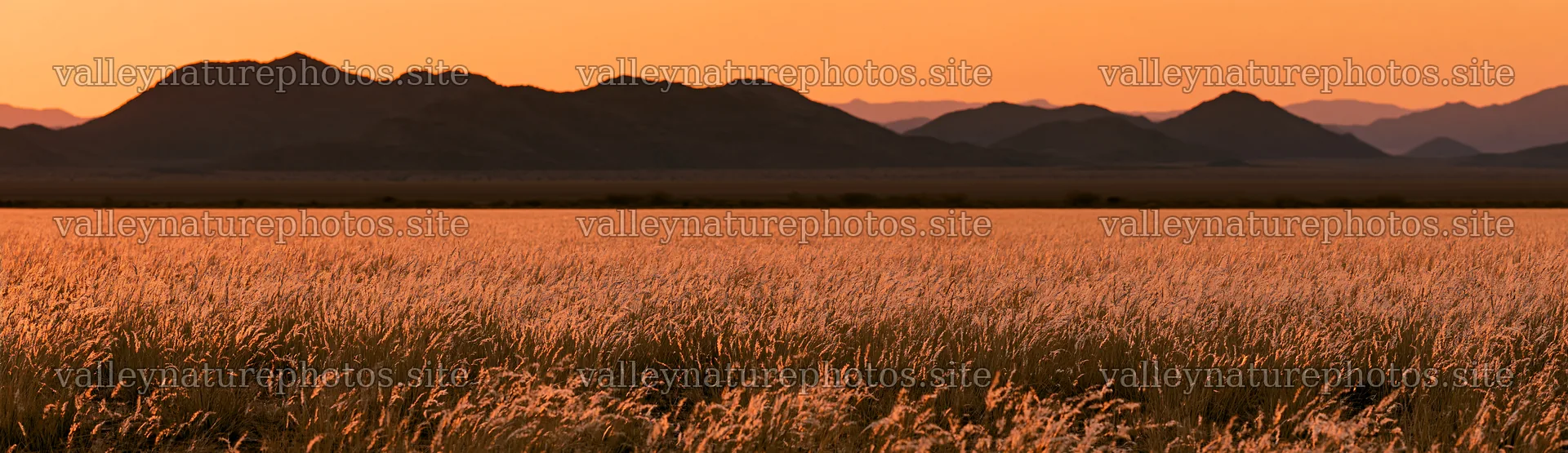 Meadow seedheads backlit at dusk – nature photography 14762x4268