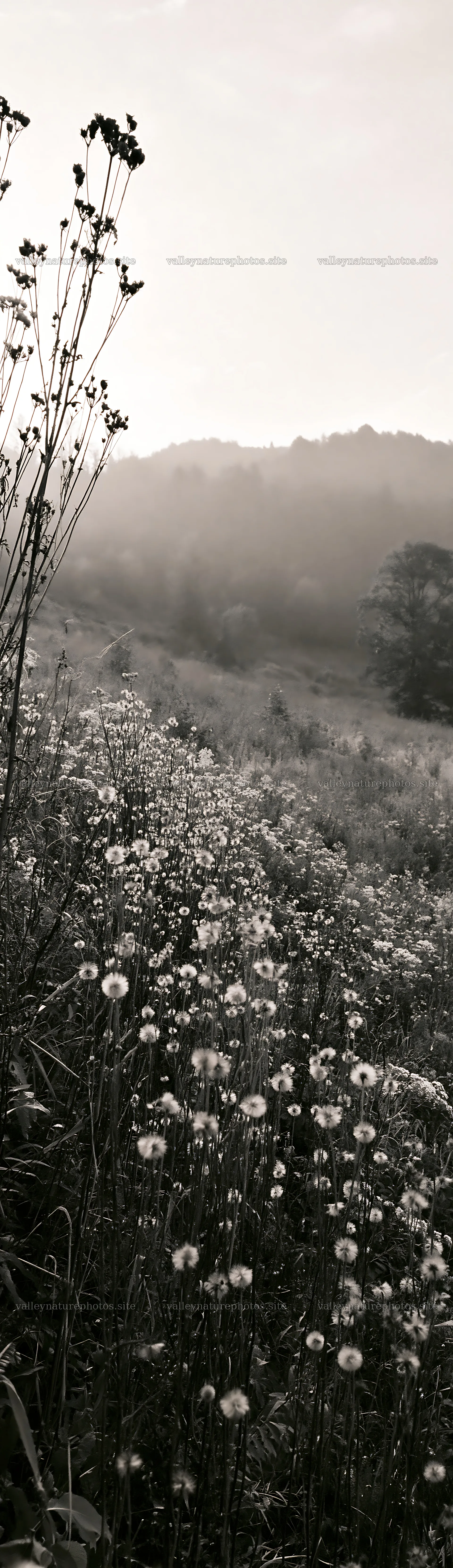 Meadow seedheads backlit at dusk create a natural silhouette – nature photography 4268x14762