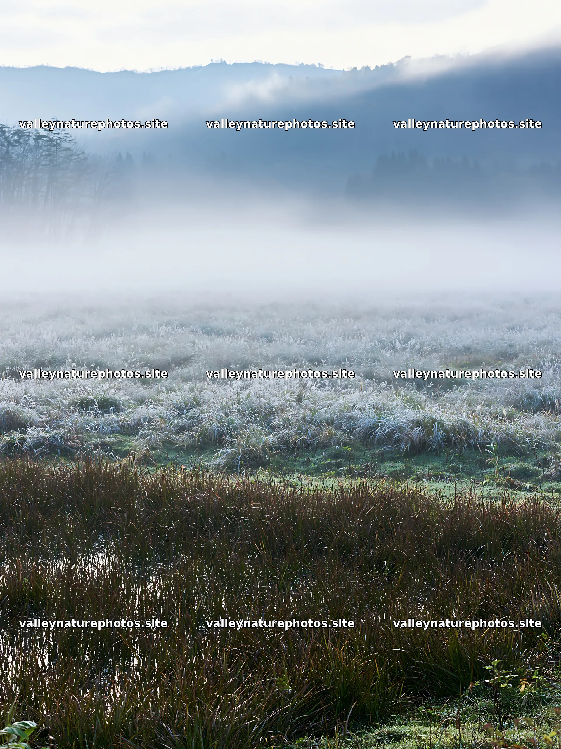 Akita snowmelt meadow with silver grasses in early morning light – nature photography 6866x9174