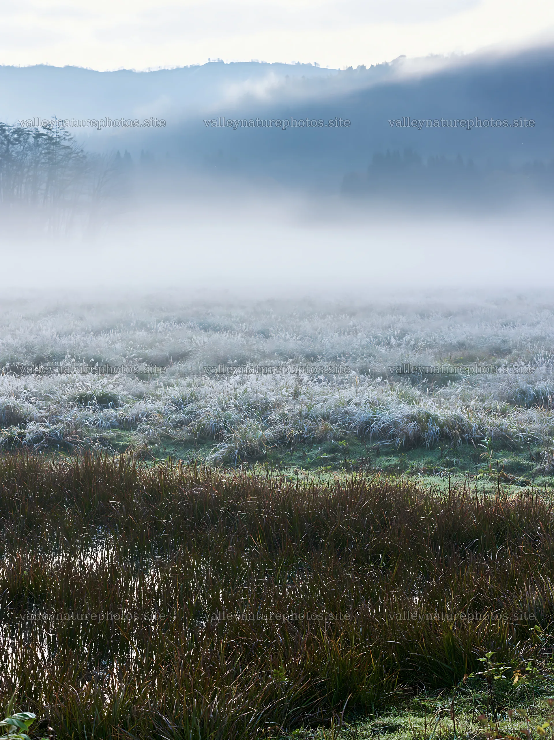 Akita snowmelt meadow with silver grasses in early morning light – nature photography 6866x9174